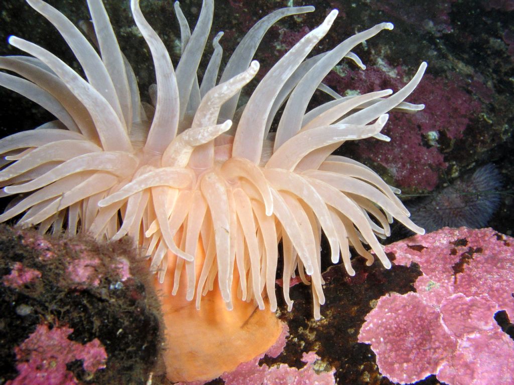 Alistair Economakis Marine Life